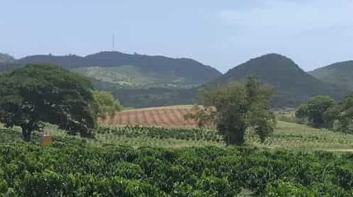 Farms and Hills of Puerto Rico