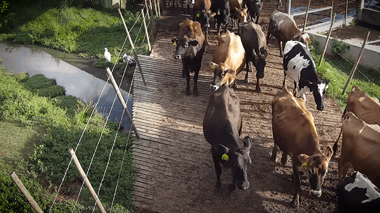 Adapta Livestock